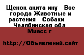 Щенок акита ину - Все города Животные и растения » Собаки   . Челябинская обл.,Миасс г.